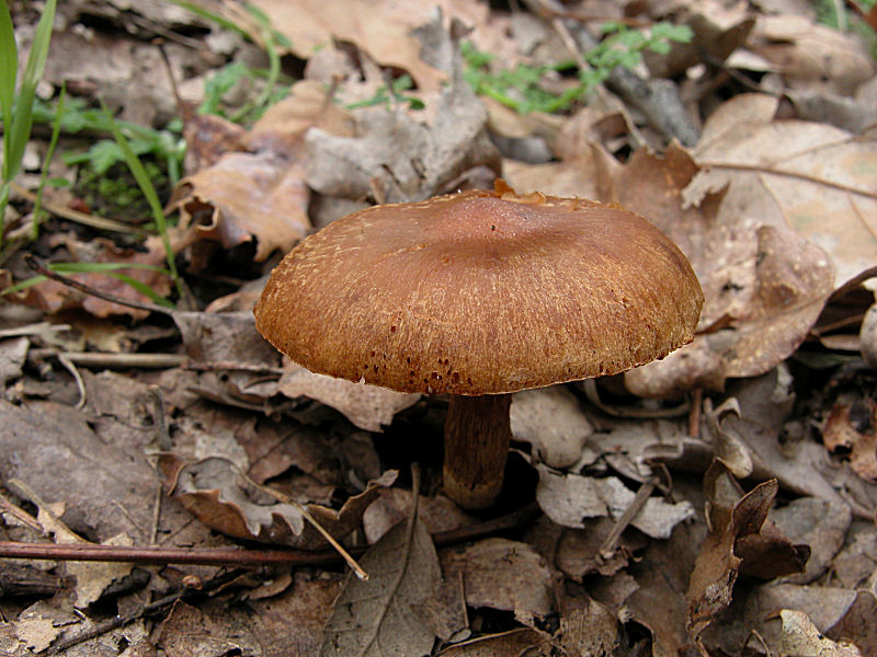 Cortinarius candelaris?